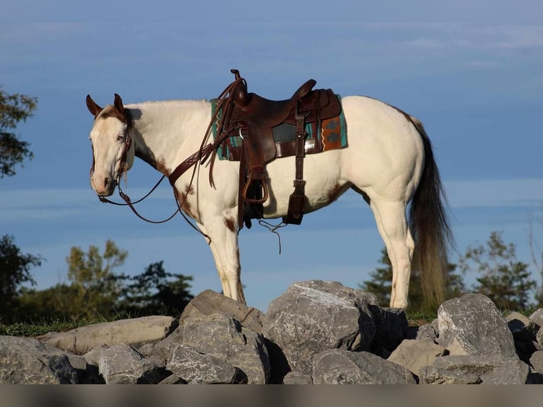 Paint-häst Sto 9 år 152 cm Overo-skäck-alla-färger in Rebersburg