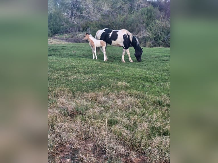 Paint-häst Sto 9 år 152 cm Tobiano-skäck-alla-färger in Taylor, AZ