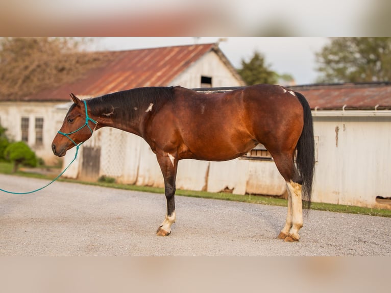 Paint-häst Sto 9 år 155 cm Pinto in Dundee