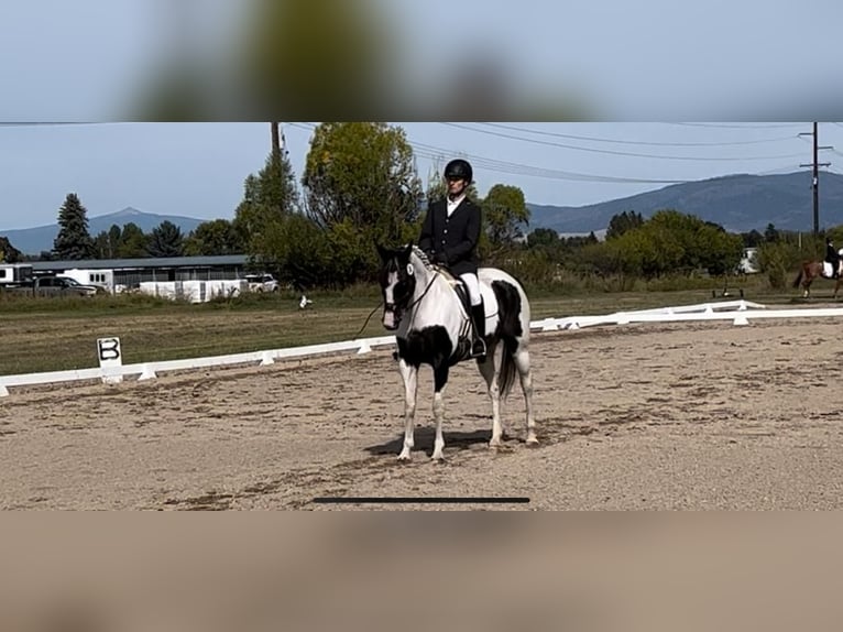 Paint-häst Sto 9 år 157 cm Pinto in Darby