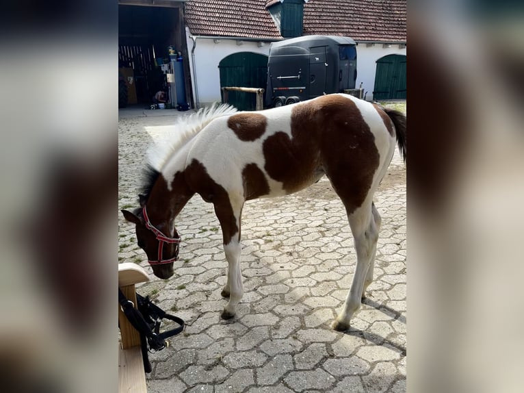 Paint-häst Sto Föl (05/2024) 150 cm Tobiano-skäck-alla-färger in Freising