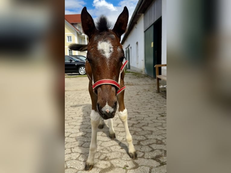 Paint-häst Sto Föl (05/2024) 150 cm Tobiano-skäck-alla-färger in Freising