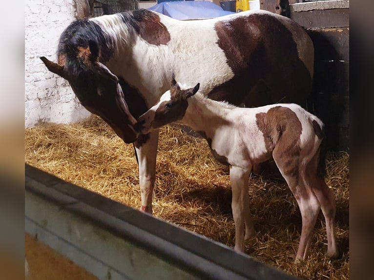 Paint-häst Sto Föl (01/2024) 161 cm Tobiano-skäck-alla-färger in Münster