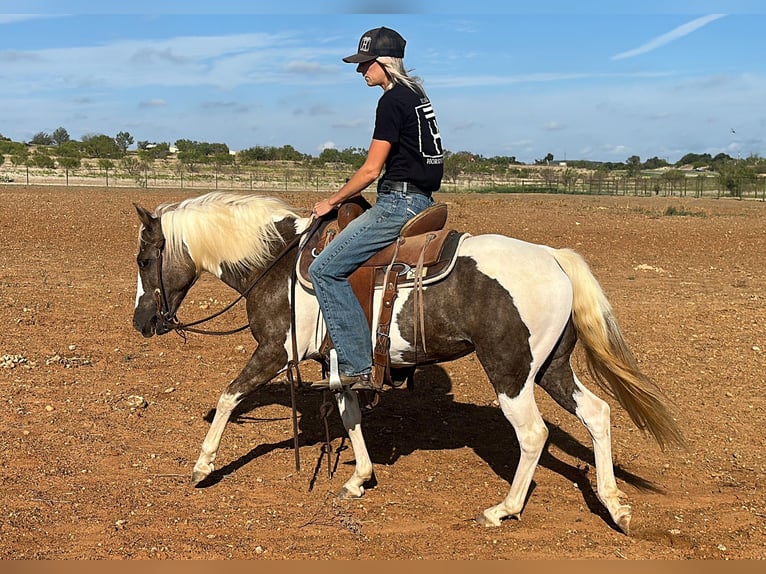 Paint-häst Valack 10 år 135 cm Tobiano-skäck-alla-färger in Byers TX