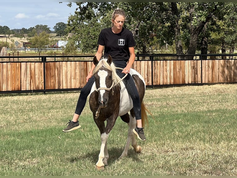 Paint-häst Valack 10 år 135 cm Tobiano-skäck-alla-färger in Byers TX