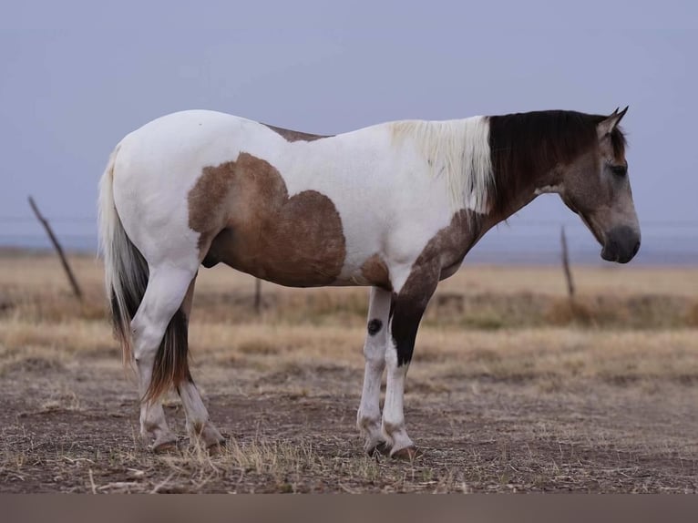 Paint-häst Valack 10 år 142 cm Gulbrun in Lisbon, IA