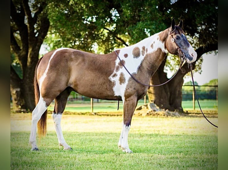 Paint-häst Valack 10 år 147 cm Tobiano-skäck-alla-färger in Lipan TX