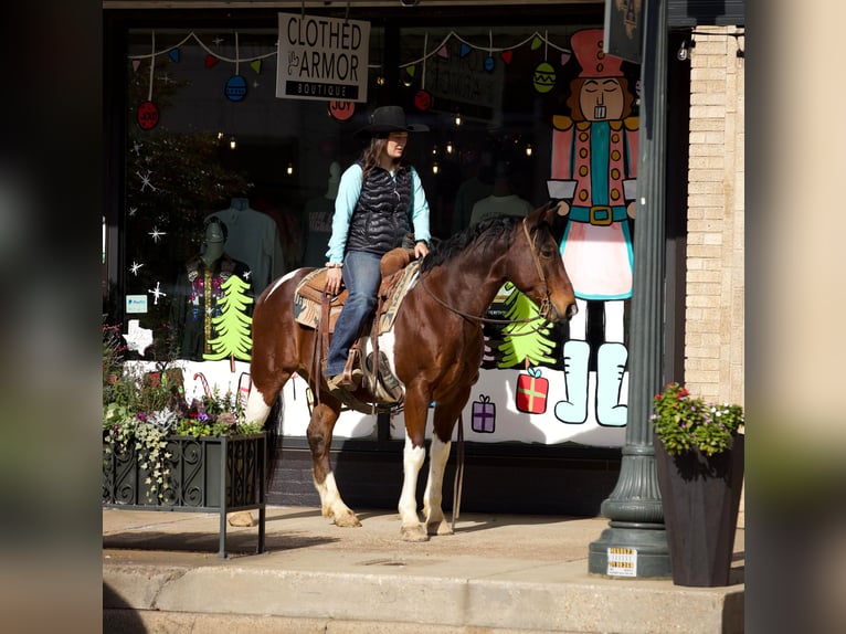 Paint-häst Valack 10 år 147 cm Tobiano-skäck-alla-färger in Rusk TX