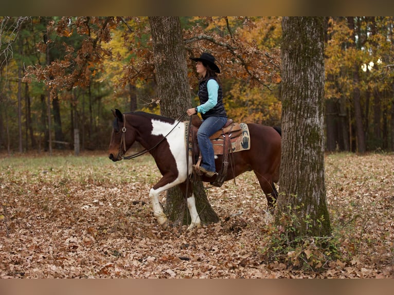 Paint-häst Valack 10 år 147 cm Tobiano-skäck-alla-färger in Rusk TX