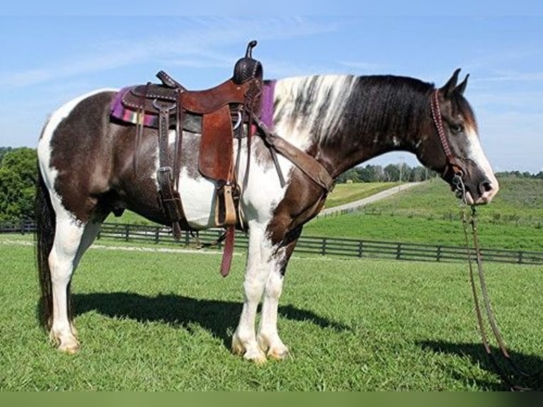 Paint-häst Valack 10 år 147 cm Tobiano-skäck-alla-färger in Somerset