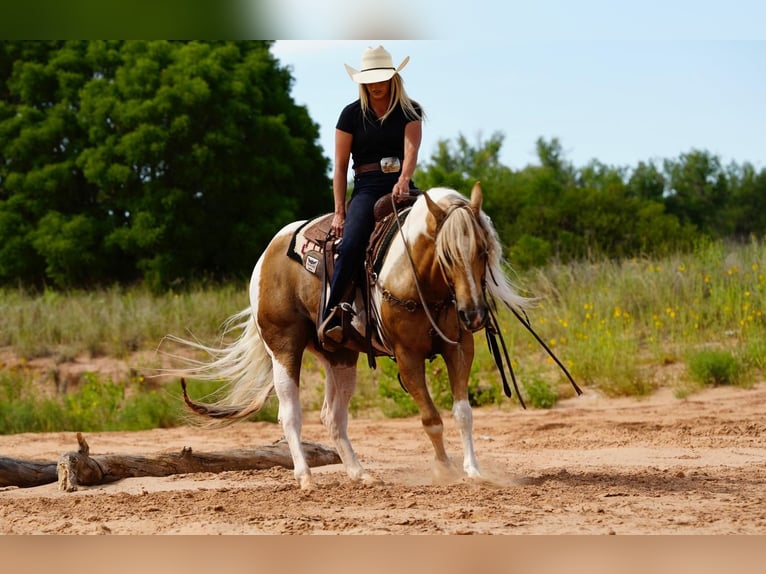 Paint-häst Valack 10 år 150 cm Tobiano-skäck-alla-färger in Amarillo, TX