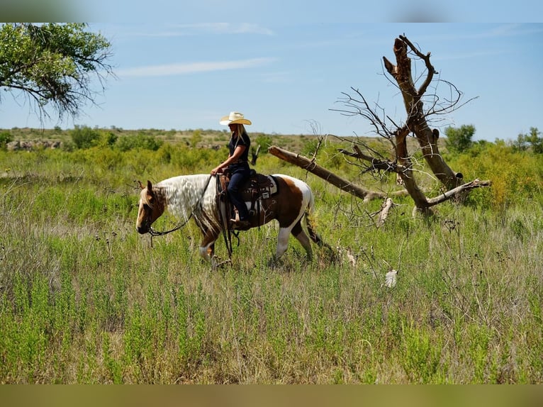 Paint-häst Valack 10 år 150 cm Tobiano-skäck-alla-färger in Amarillo, TX