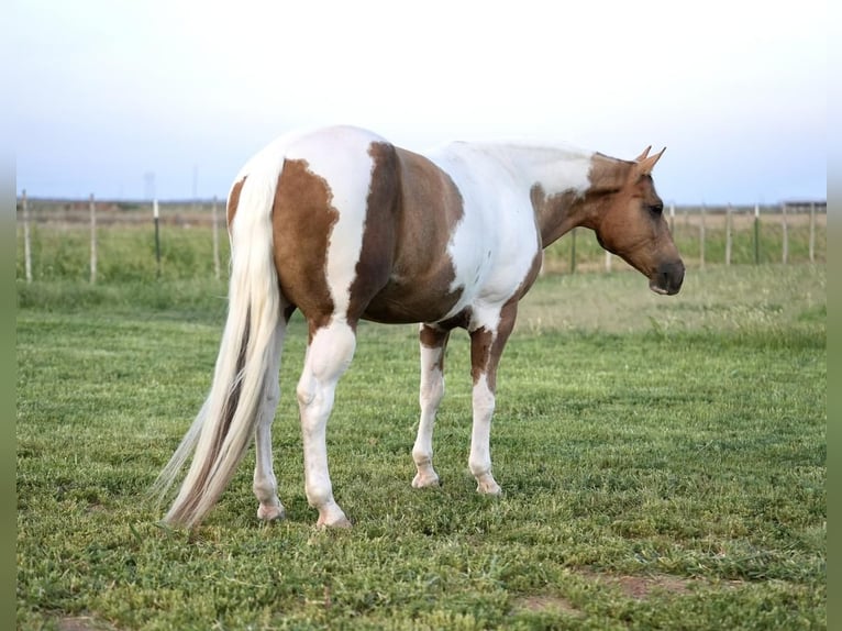 Paint-häst Valack 10 år 150 cm Tobiano-skäck-alla-färger in Amarillo, TX