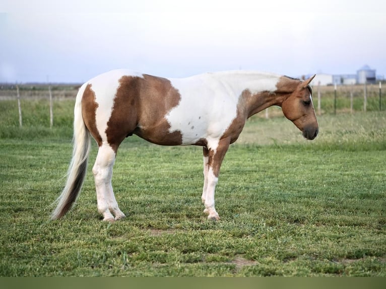 Paint-häst Valack 10 år 150 cm Tobiano-skäck-alla-färger in Amarillo, TX