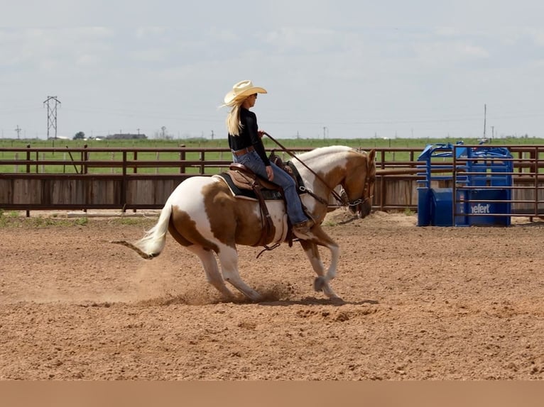 Paint-häst Valack 10 år 150 cm Tobiano-skäck-alla-färger in Amarillo, TX