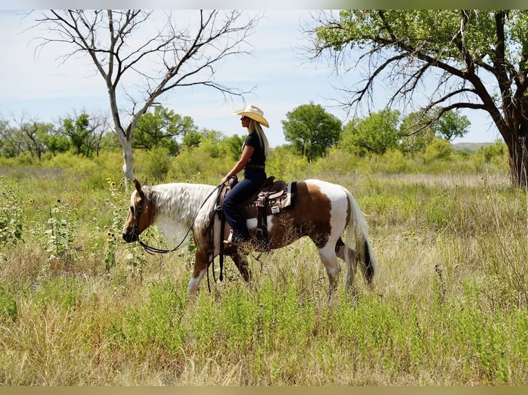 Paint-häst Valack 10 år 150 cm Tobiano-skäck-alla-färger in Amarillo, TX