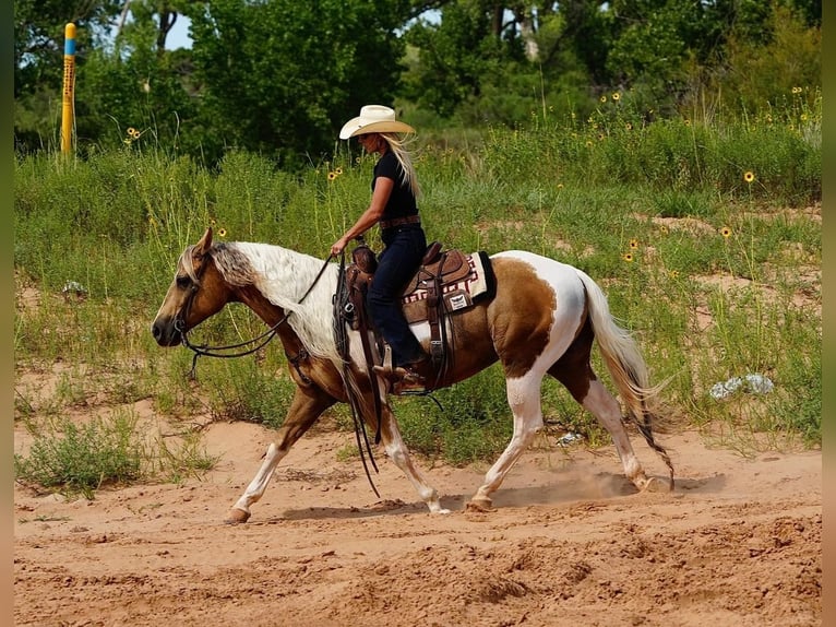 Paint-häst Valack 10 år 150 cm Tobiano-skäck-alla-färger in Amarillo, TX