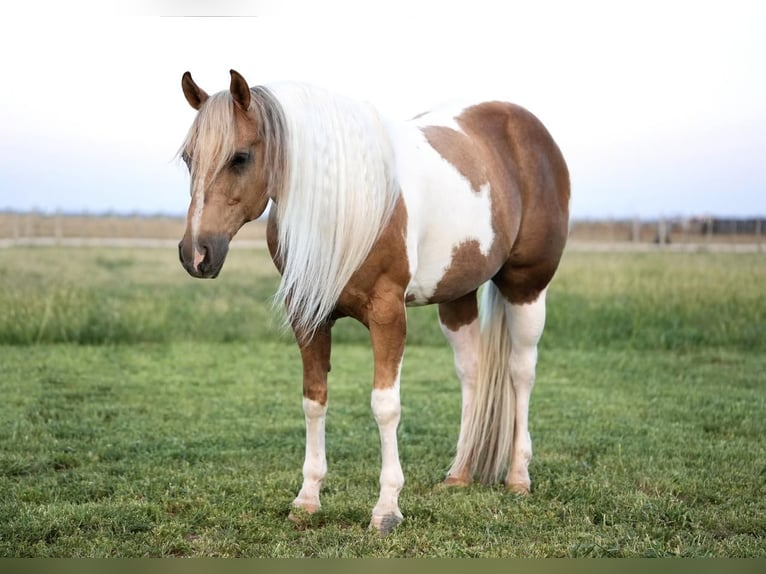 Paint-häst Valack 10 år 150 cm Tobiano-skäck-alla-färger in Amarillo, TX