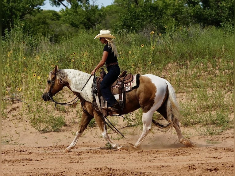 Paint-häst Valack 10 år 150 cm Tobiano-skäck-alla-färger in Amarillo, TX