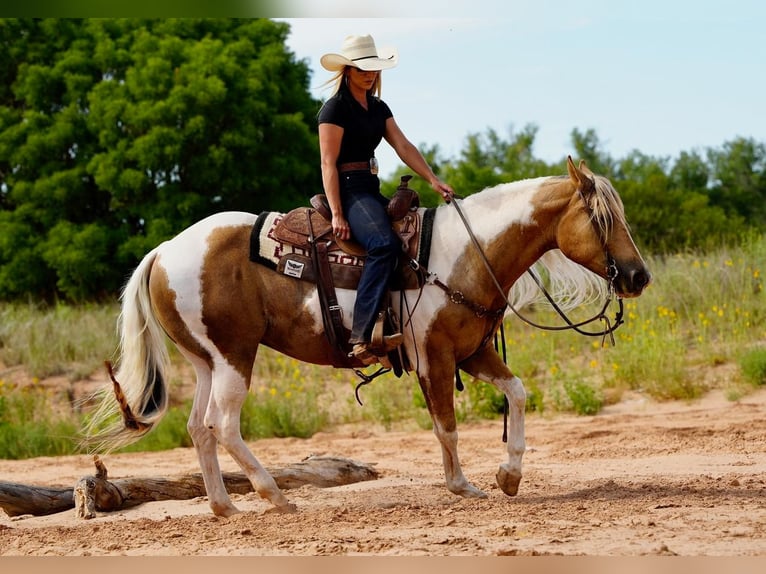 Paint-häst Valack 10 år 150 cm Tobiano-skäck-alla-färger in Amarillo, TX