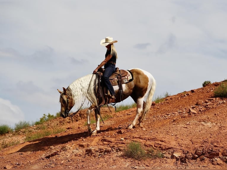 Paint-häst Valack 10 år 150 cm Tobiano-skäck-alla-färger in Amarillo, TX