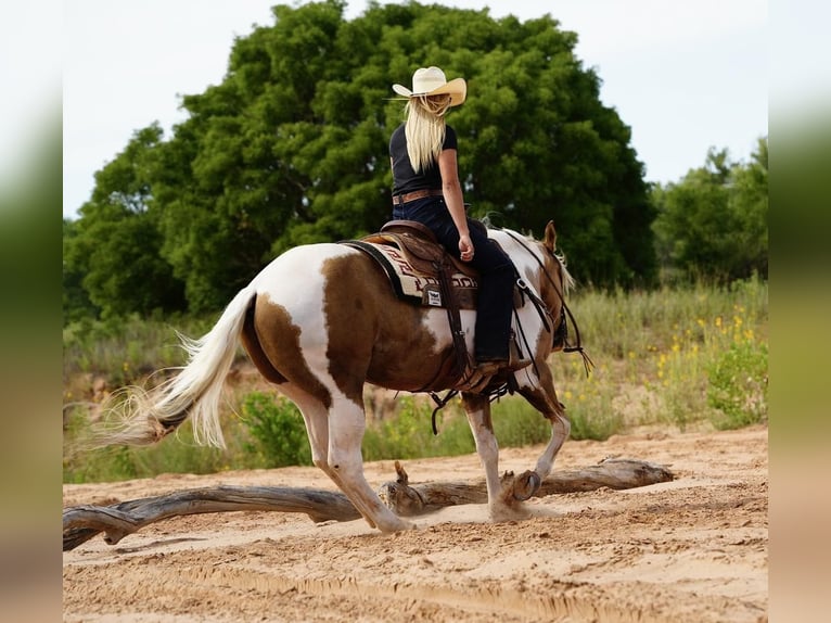 Paint-häst Valack 10 år 150 cm Tobiano-skäck-alla-färger in Amarillo, TX