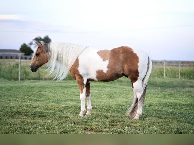 Paint-häst Valack 10 år 150 cm Tobiano-skäck-alla-färger in Amarillo, TX