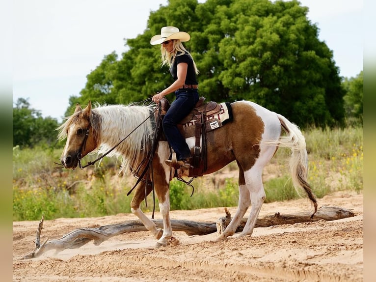 Paint-häst Valack 10 år 150 cm Tobiano-skäck-alla-färger in Amarillo, TX