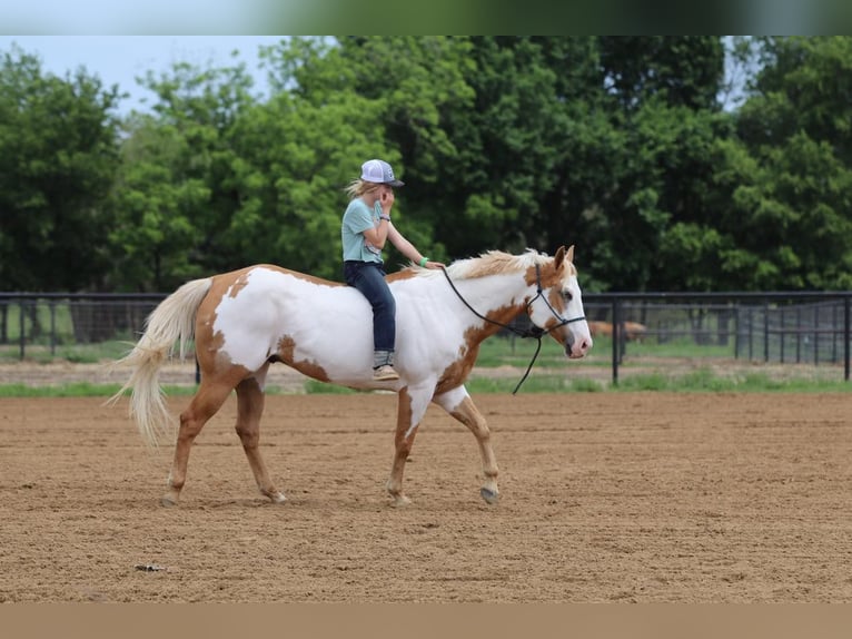 Paint-häst Valack 10 år 152 cm Pinto in Pilot Point