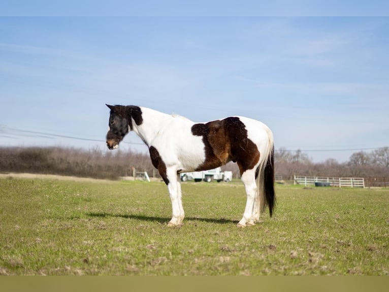 Paint-häst Valack 10 år 152 cm in Waterford, CA