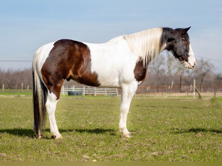 Paint-häst Valack 10 år 152 cm in Waterford, CA