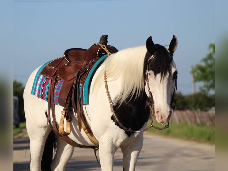 Paint-häst Valack 10 år 152 cm Tobiano-skäck-alla-färger in Stephenville TX