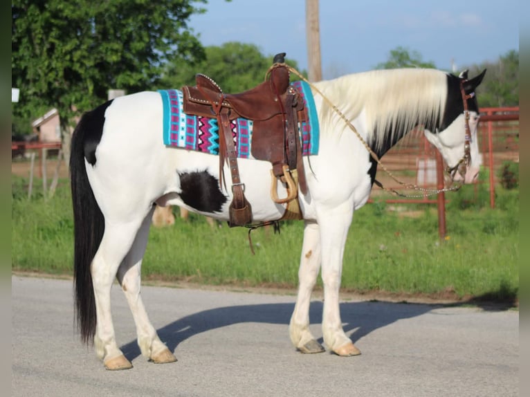 Paint-häst Valack 10 år 152 cm Tobiano-skäck-alla-färger in Stephenville TX