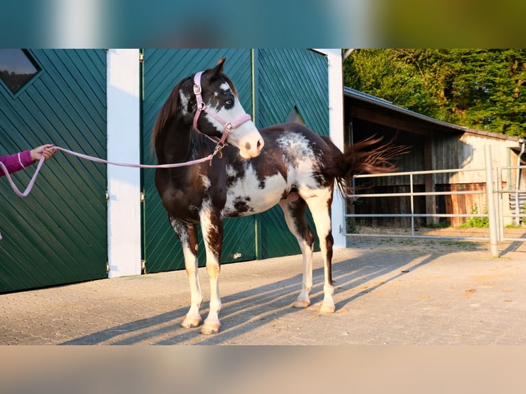 Paint-häst Valack 10 år 154 cm Overo-skäck-alla-färger in Reichshof