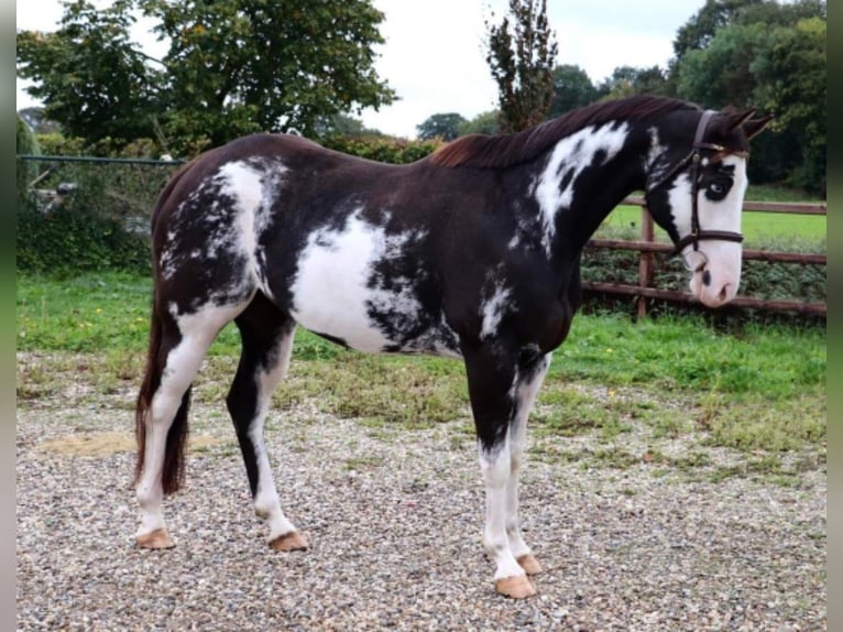 Paint-häst Valack 10 år 154 cm Overo-skäck-alla-färger in Reichshof