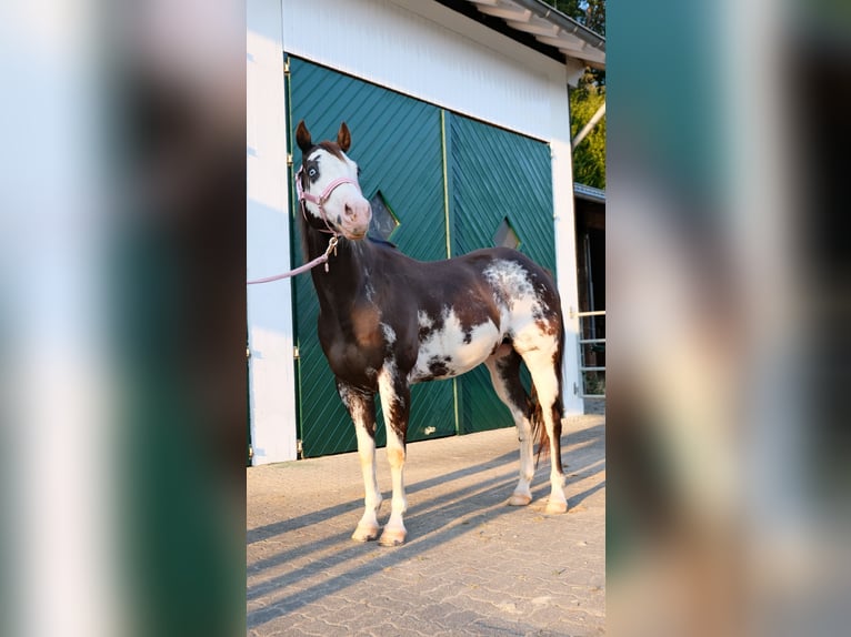 Paint-häst Valack 10 år 154 cm Overo-skäck-alla-färger in Reichshof