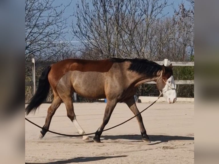 Paint-häst Blandning Valack 10 år 155 cm Gulbrun in Ollendorf