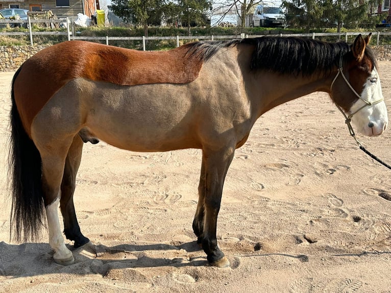 Paint-häst Blandning Valack 10 år 155 cm Gulbrun in Ollendorf