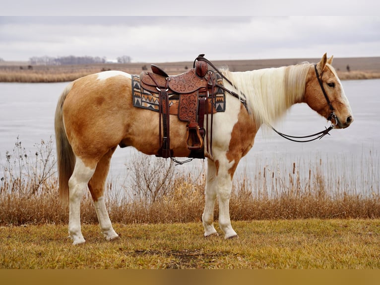 Paint-häst Valack 10 år 155 cm Pinto in Valley Springs