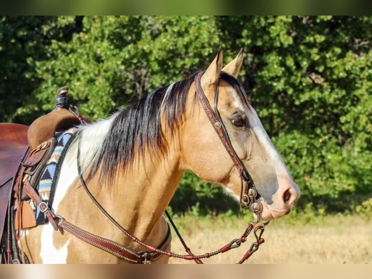 Paint-häst Blandning Valack 10 år 155 cm in Pilot Point, TX