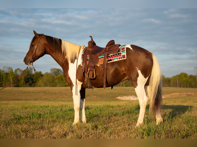 Paint-häst Valack 10 år 157 cm Pinto in Henderson, KY