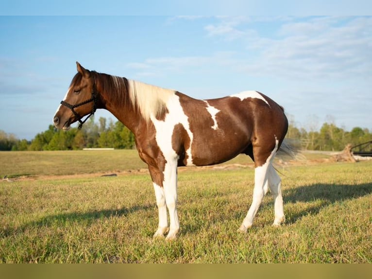 Paint-häst Valack 10 år 157 cm Pinto in Henderson, KY