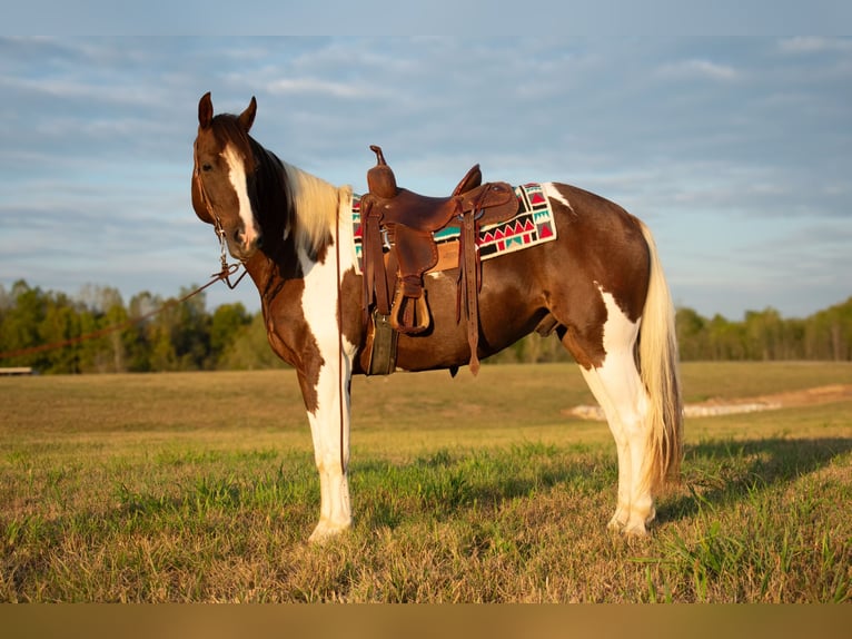 Paint-häst Valack 10 år 157 cm Pinto in Henderson, KY