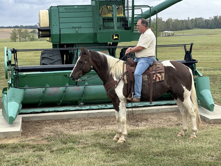 Paint-häst Valack 10 år 157 cm Pinto in Henderson, KY