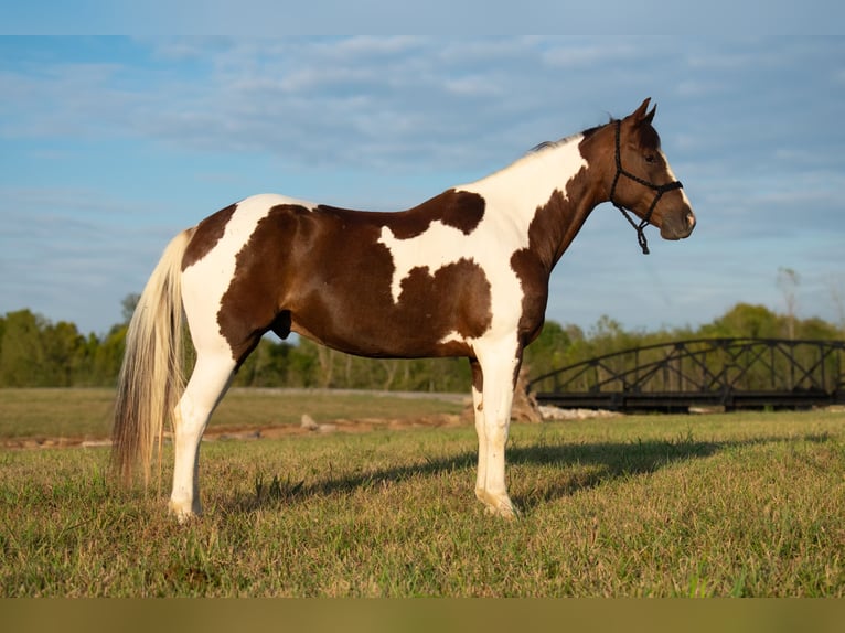 Paint-häst Valack 10 år 157 cm Pinto in Henderson, KY