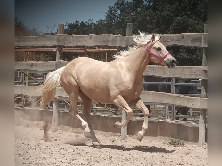 Paint-häst Valack 10 år 165 cm Palomino in Algaida