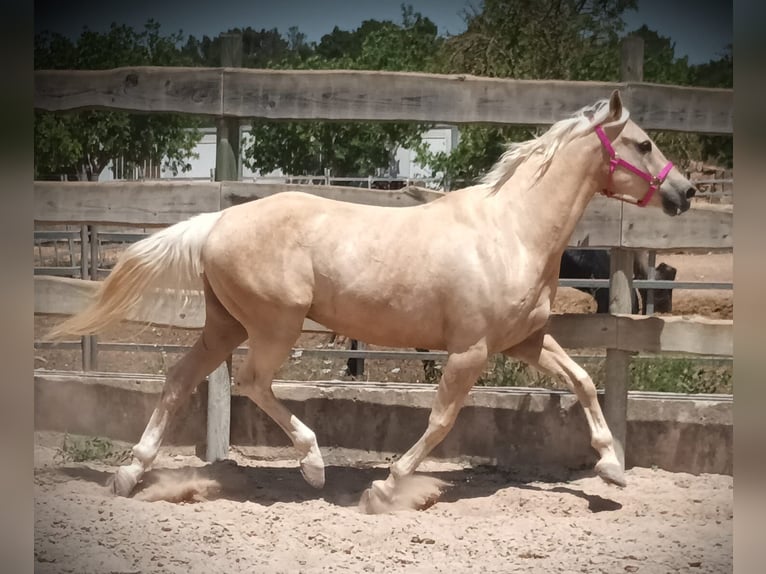 Paint-häst Valack 10 år 165 cm Palomino in Algaida