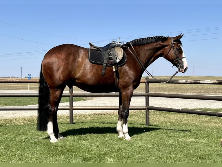 Paint-häst Valack 10 år Brun in Holland, IA