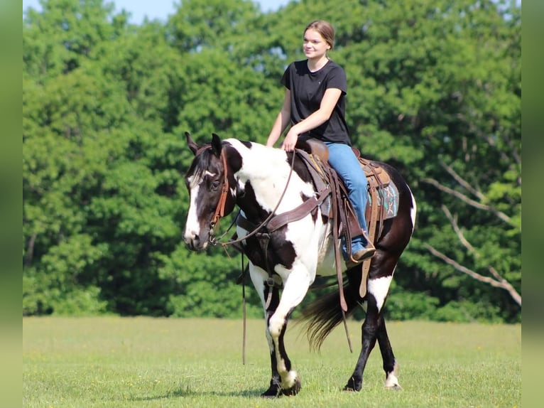 Paint-häst Valack 10 år in Shippenville, PA
