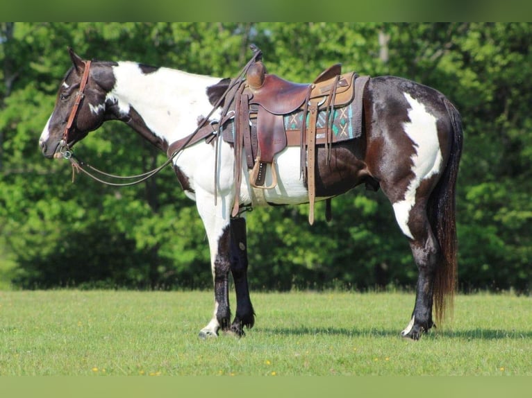Paint-häst Valack 10 år in Shippenville, PA